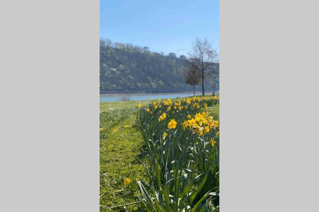 Comfortable New Apartment In #Koblenz# Direkt Am Rhein Koblenz  Exterior foto